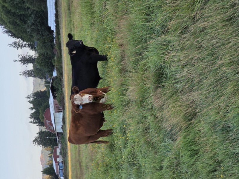 Cattle near barn at Tucker Creek Ranch