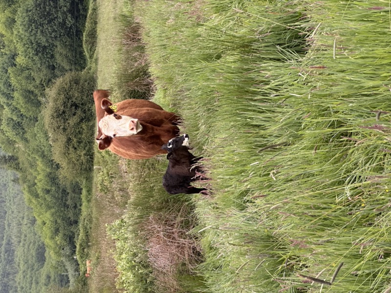 Hereford cow using back scratcher at Tucker Creek Ranch