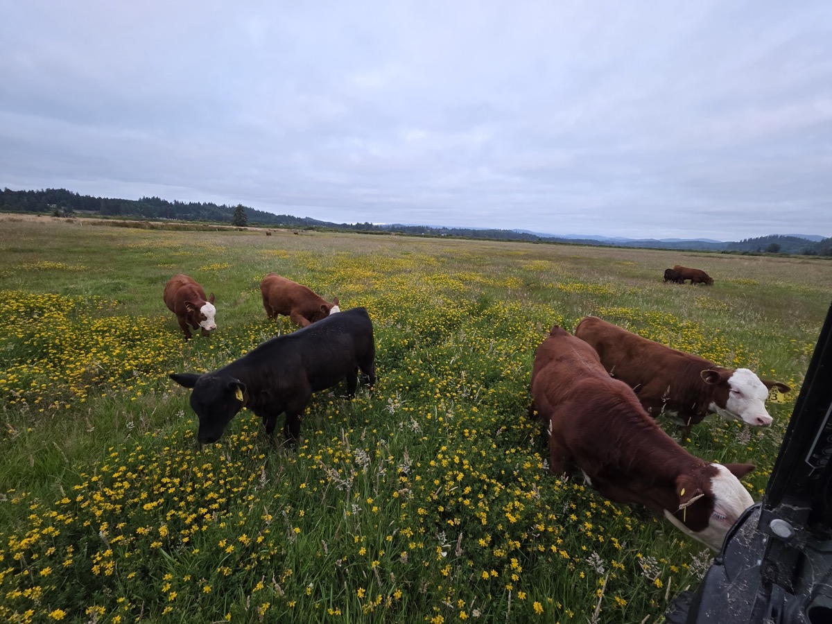 Cattle grazing in wildflower pasture at Tucker Creek Ranch