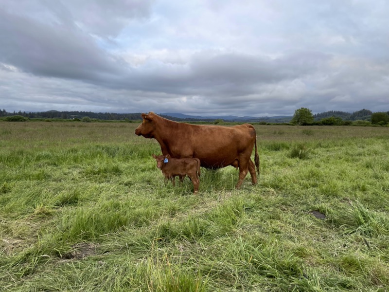 Red Angus cow with calf on Tucker Creek Ranch