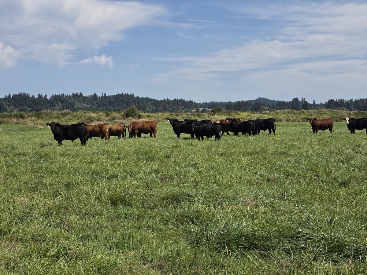 Tucker Creek Ranch cattle herd on open pasture