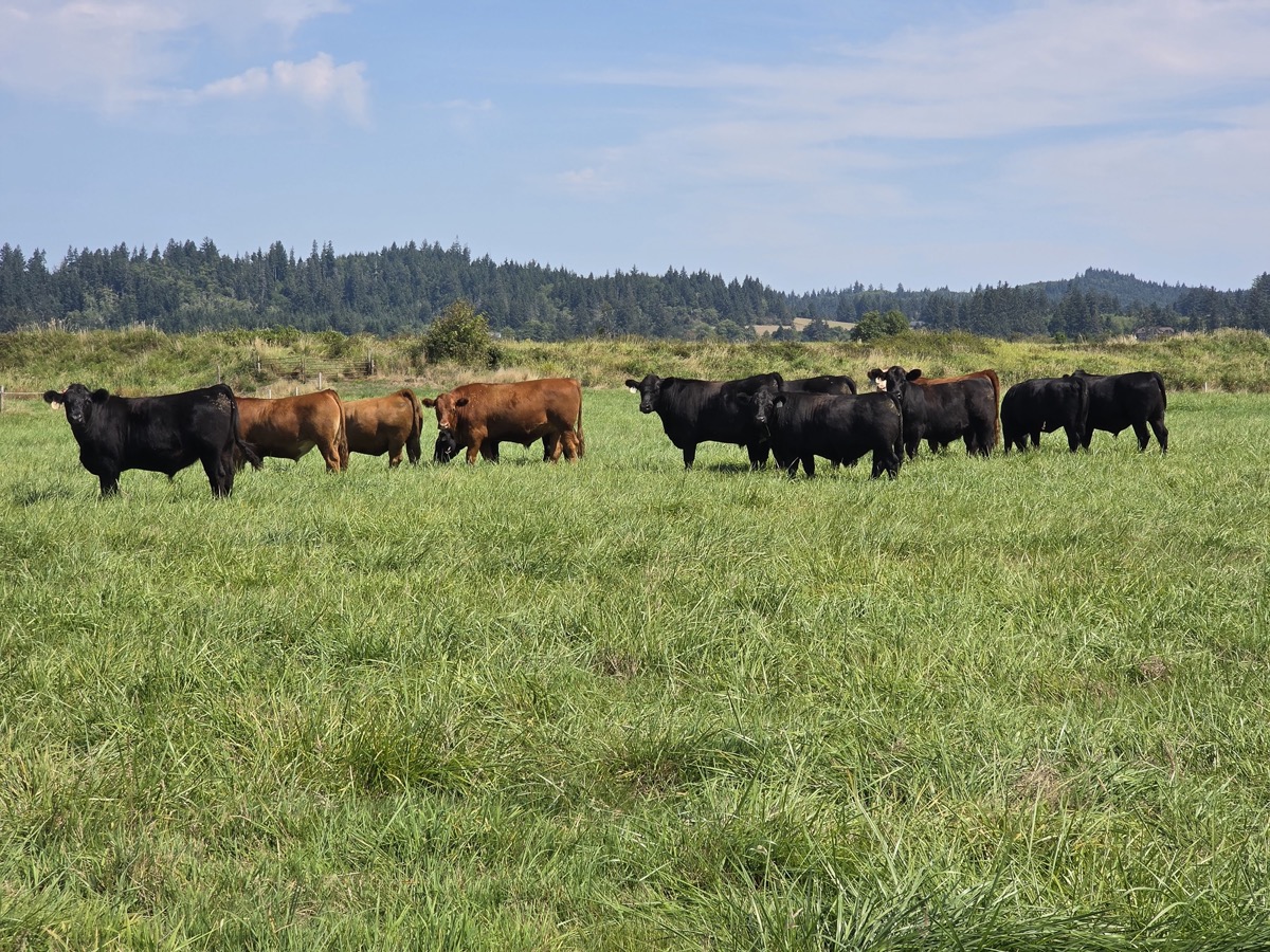 Tucker Creek Ranch herd grazing in summer pasture