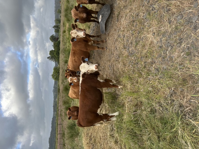 Hereford cattle at Tucker Creek Ranch