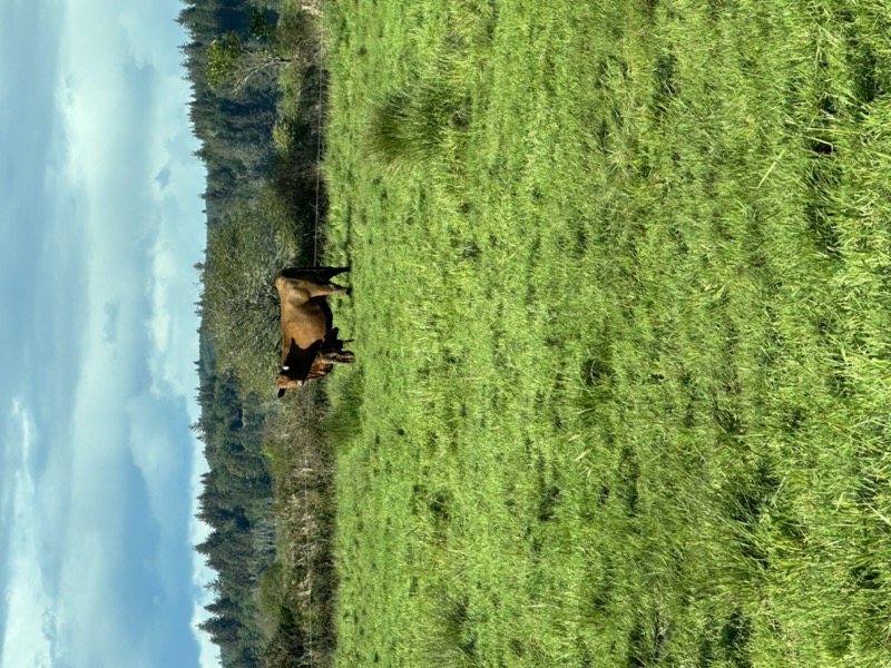 Hereford cow at Tucker Creek Ranch