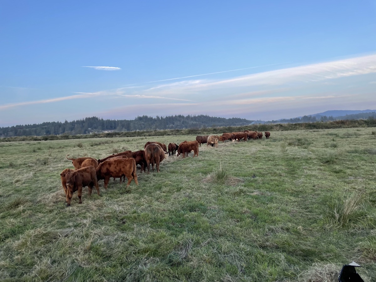 Tucker Creek Ranch herd walking across pasture