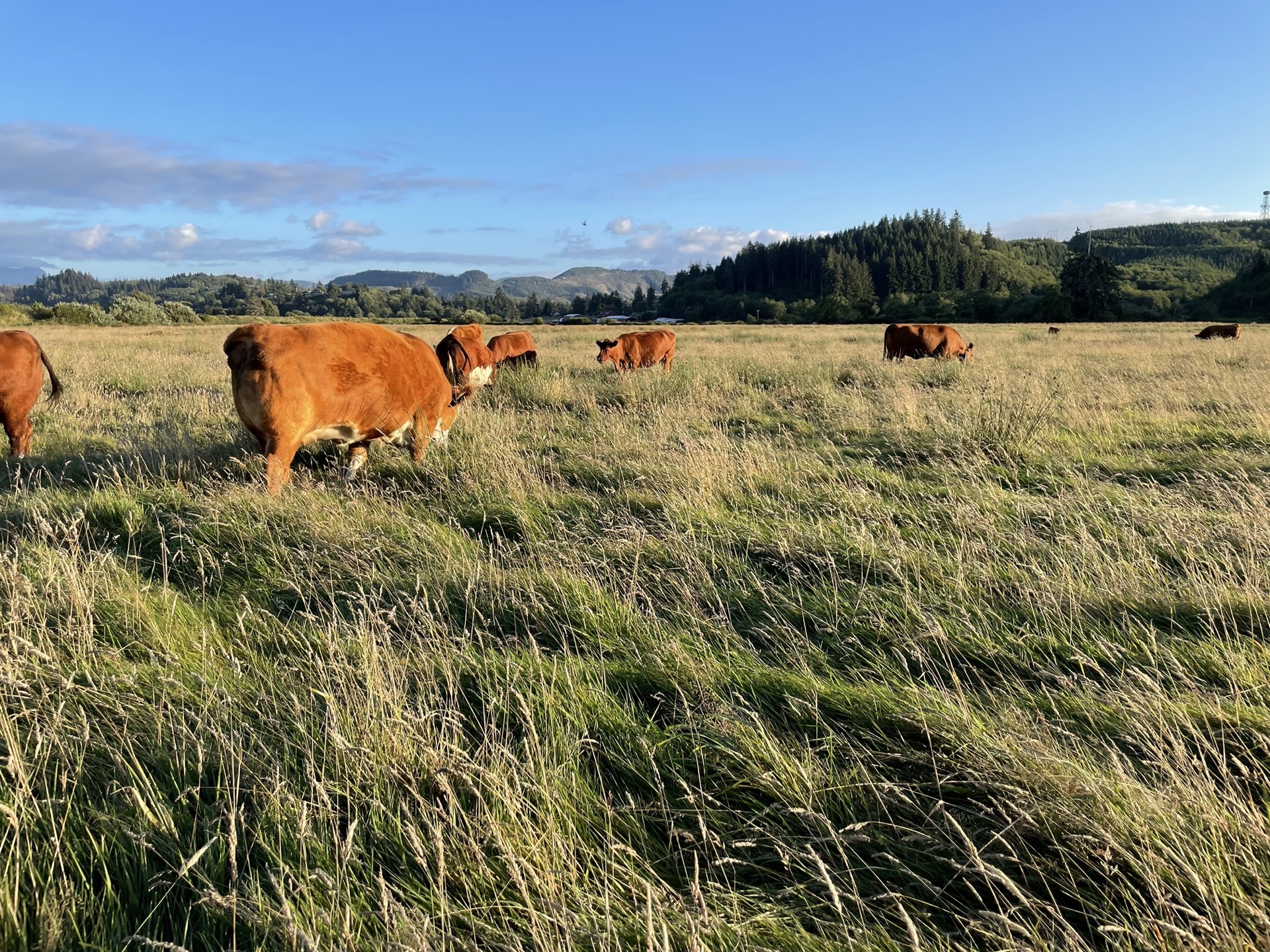 Red Angus cattle grazing on Tucker Creek Ranch pasture at golden hour