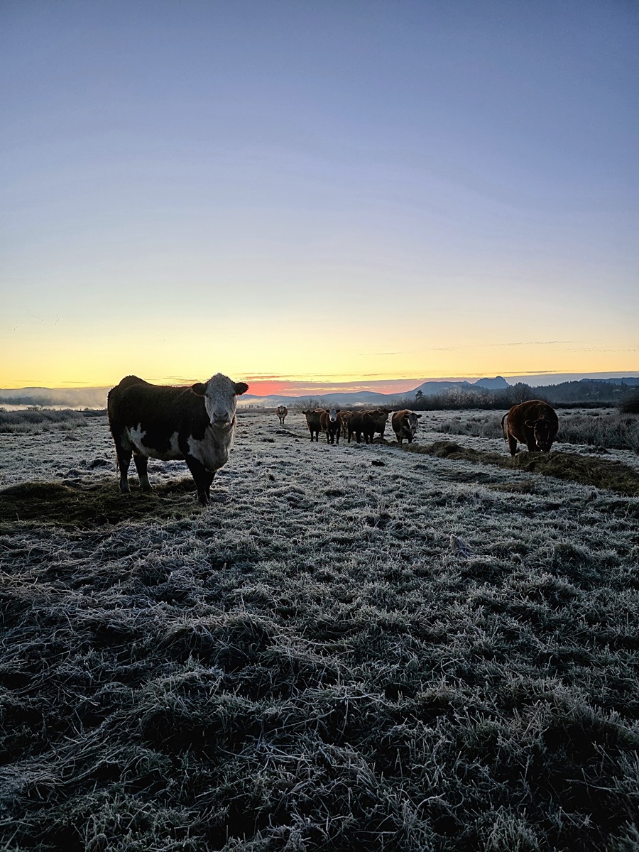 Tucker Creek Ranch cattle at sunrise in frosty pasture