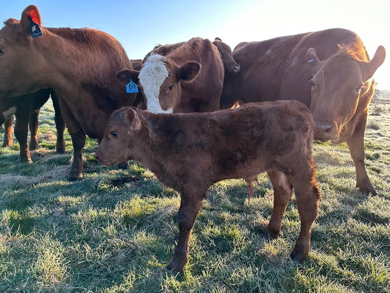 Newborn calf with herd at Tucker Creek Ranch