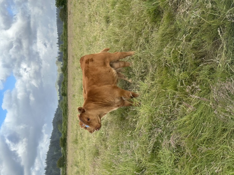 Red Angus cattle grazing naturally on open pasture at Tucker Creek Ranch